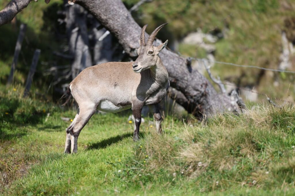 Einige Tiere konnten beobachtet werden